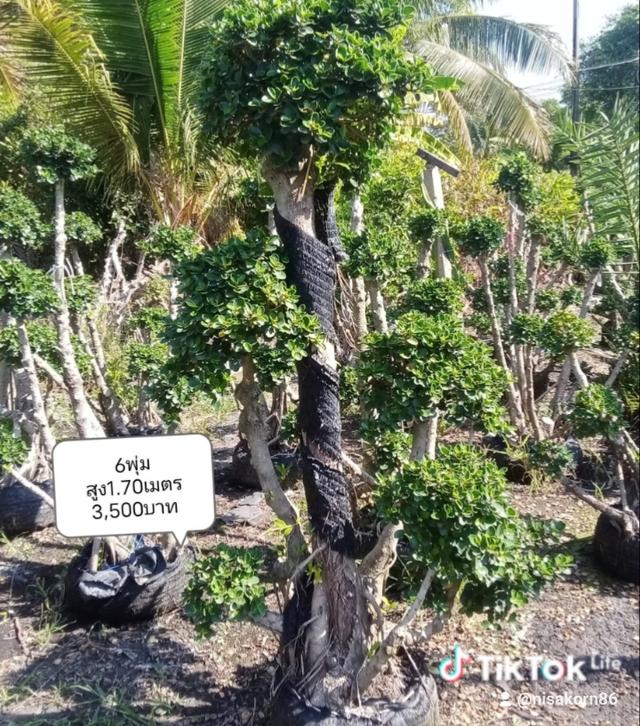 ไทรต่อยอดช้อนเงินช้อนทอง