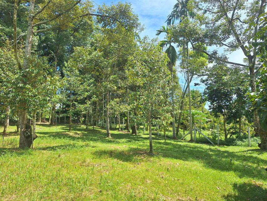 สวนทุเรียนแปลงเล็กระยอง 8