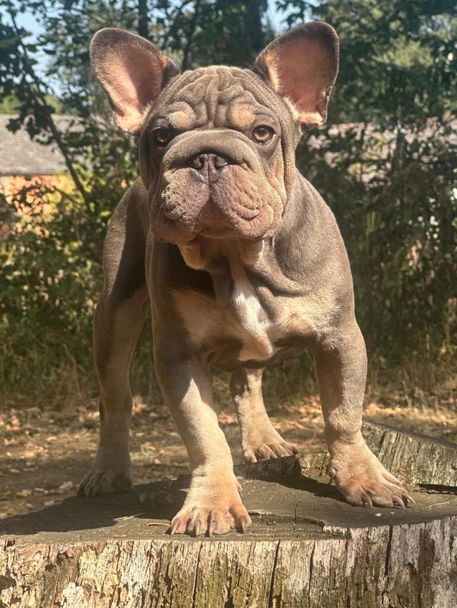 เฟรนช์บูลด็อกกำมะหยี่ Frenchbulldog vevlet big ropr