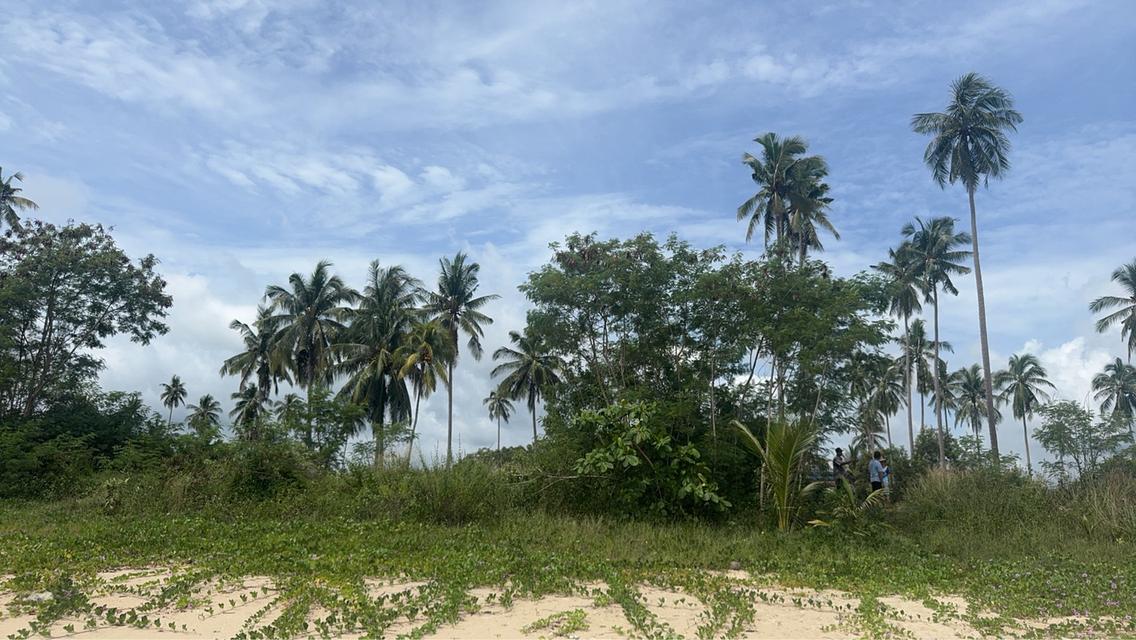 ที่ดินติดชายหาดสวยงาม อำเภอสิชล จังหวัดนครศรีธรรมราช ขนาด 5 ไร่ 266 ตารางวา ราคา ไร่ละ 7 ล้านบาท  ที่ดินผืนงามติดชายหาด  10