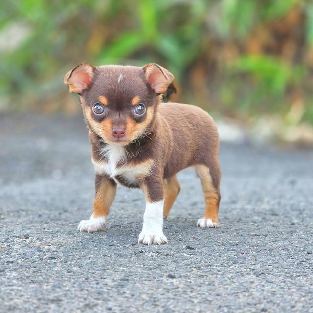 ชิวาวาแท้ขนสั้น สีช็อค ผู้ รูปที่ 7