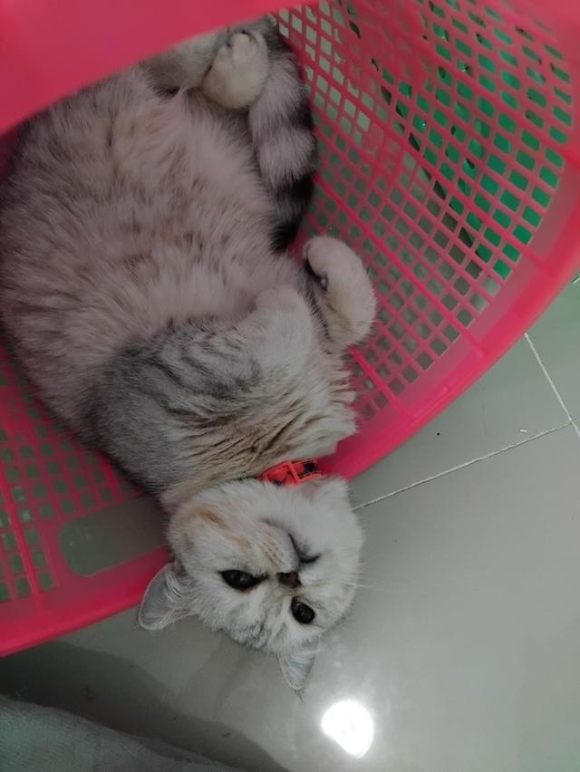 ด.ญ นนทบุรี 4