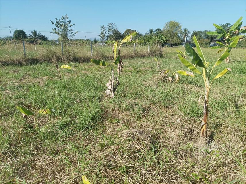 ขายที่ดิน 78ตร.ว. ต.สง่าบ้าน อ.ดอยสะเก็ด จ.เชียงใหม่ 10