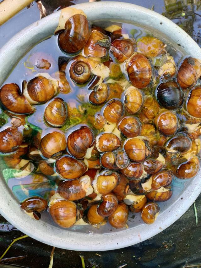 จำหน่ายหอยเชอรี่สีทองไข่ 3