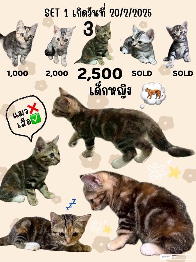 ลูกแมวอเมริกันช็อตแฮร์