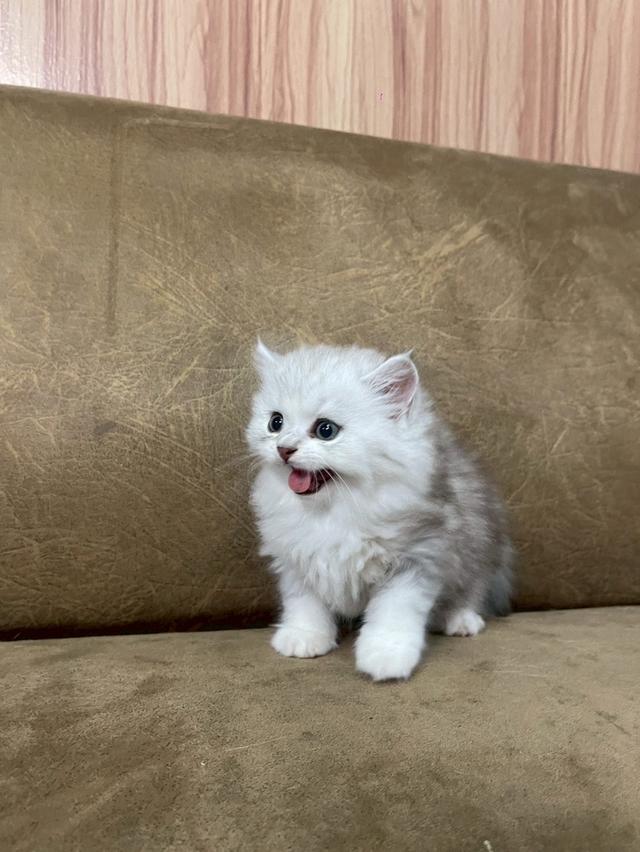 ลูกแมวบริติช