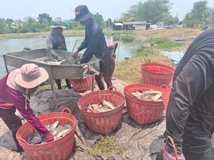 ขายปลานิล ตัวใหญ่ มีจำนวนจำกัด  3