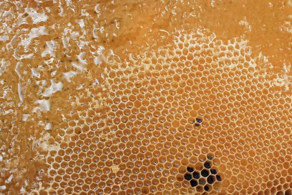 รูป อันตรายจากการดื่มน้ำผึ้งปลอม 5