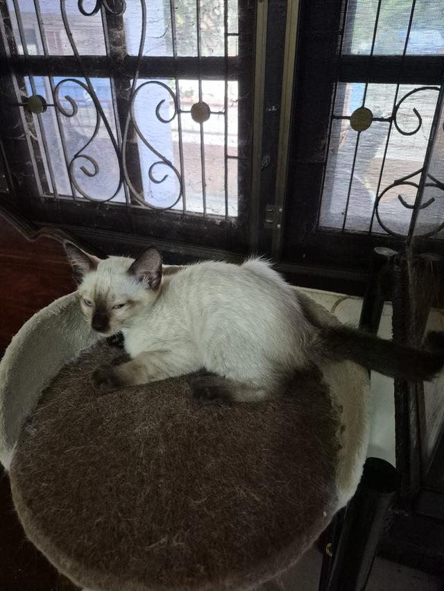 ลูกแมววิเชียรมาศ อายุ 1 เดือนครึ่ง สามารถกินอาหารเม็ดได้แล้ว