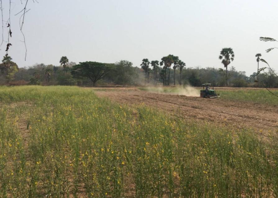 ขายถูกมากห้ามพลาดที่ดินทำเลทอง ติดถนน 4 เลน 207 อำเภอประทายโคราช หน้ากว้าง 80 เมตร ขายถูก 1.39 ล้าน ต่อไร่ 13