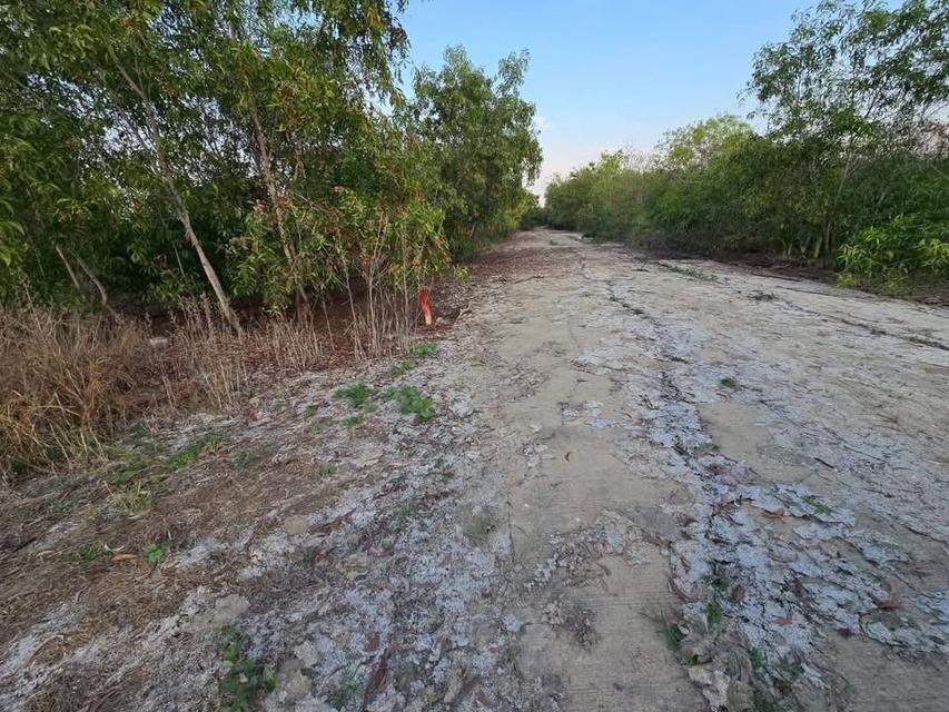 ขายด่วนที่ดิน 120 ตารางวา ติดถนนคอนกรีตสาธารณะ อ.บางเลน จ.นครปฐม 8