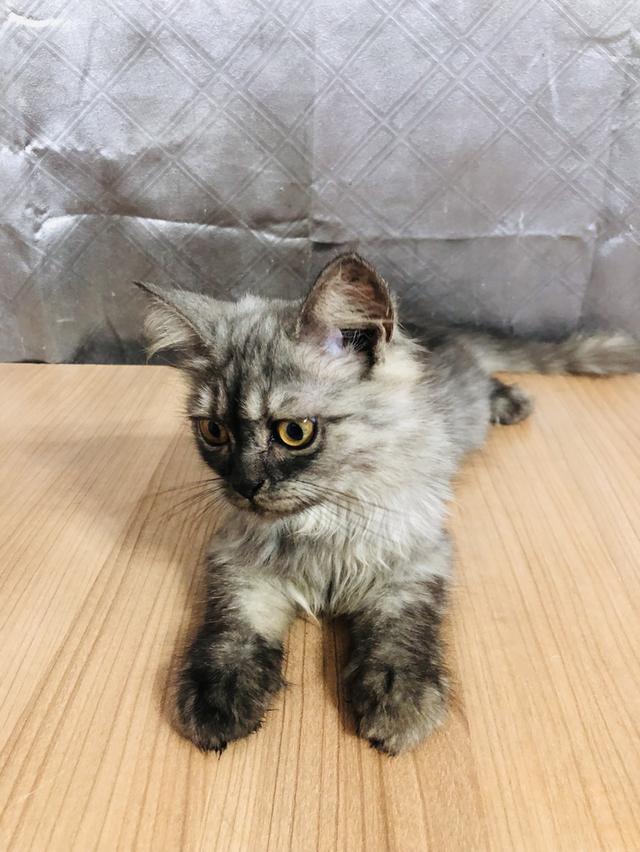 น้องแมวพันธุ์ หิมาลายันผสมชินชิล่า เพศหญิง