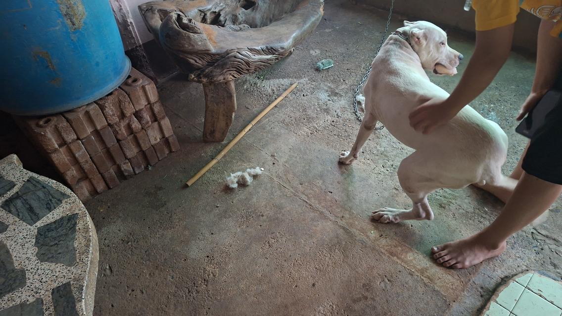 ขายสุนัขโดโกอาเจนติโน่