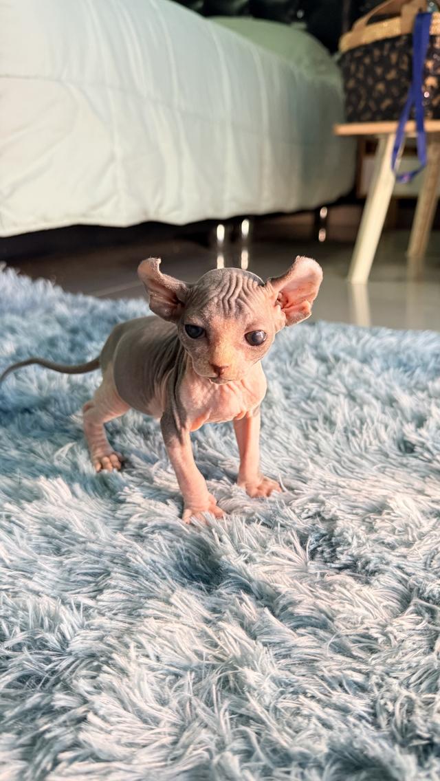 แมว สฟิงซ์ เพศเมีย หูพลิก 3