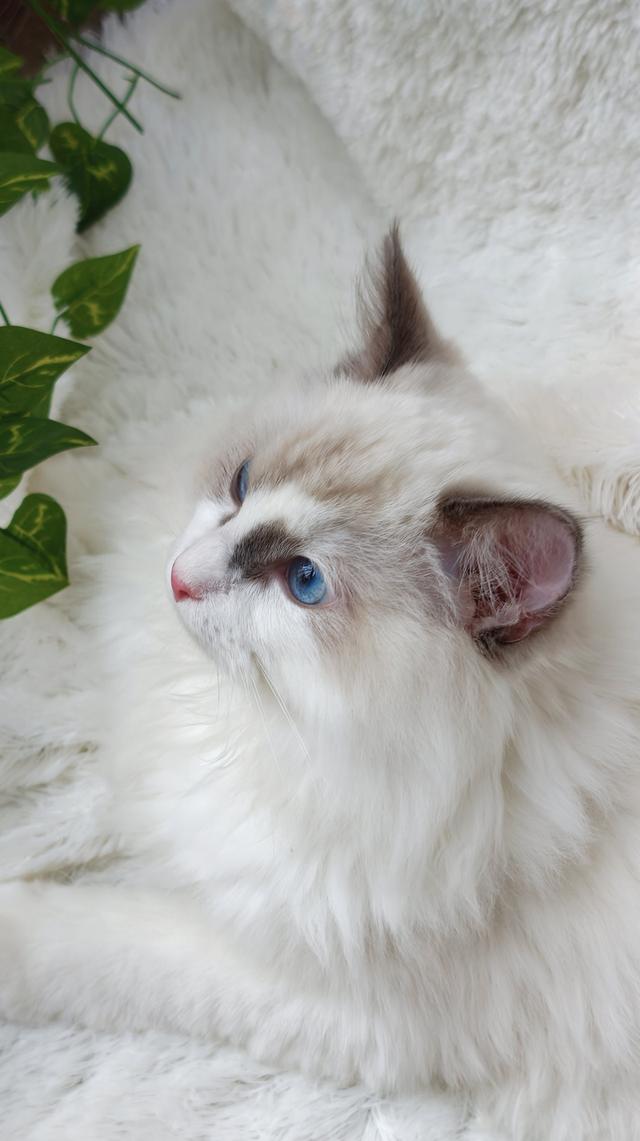 ลูกแมวแร็กดอลล์แสนสวย รูปที่ 5