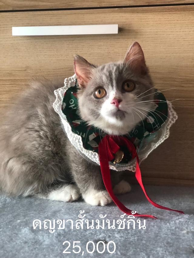 แมวมันช์กิ้น บริติช แร็กดอลรวมในนี้ทักได้เลยค่ะ รูปที่ 11