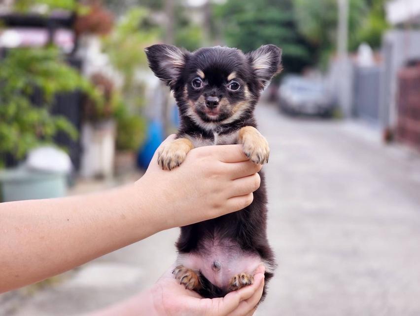 ชิวาวาแท้ขนยาว ขนสั้น พร้อมย้ายบ้านพิกัดรามอินทรา