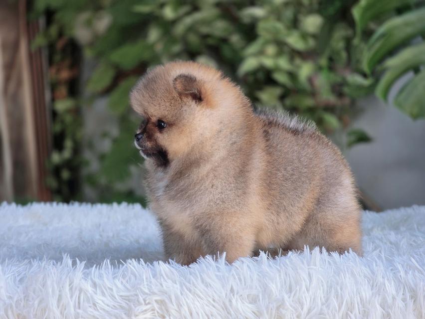 ปอมเมอเรเนียนแท้ สีส้ม เพศเมีย รูปที่ 9