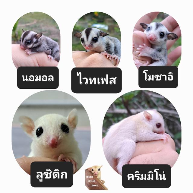 ชูการ์ไกลเดอร์ สงขลา หาดใหญ่