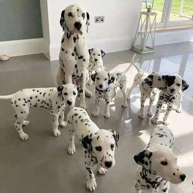 dalmatian puppies  WhatsApp me : +66 63 826 3042 รูปที่ 2