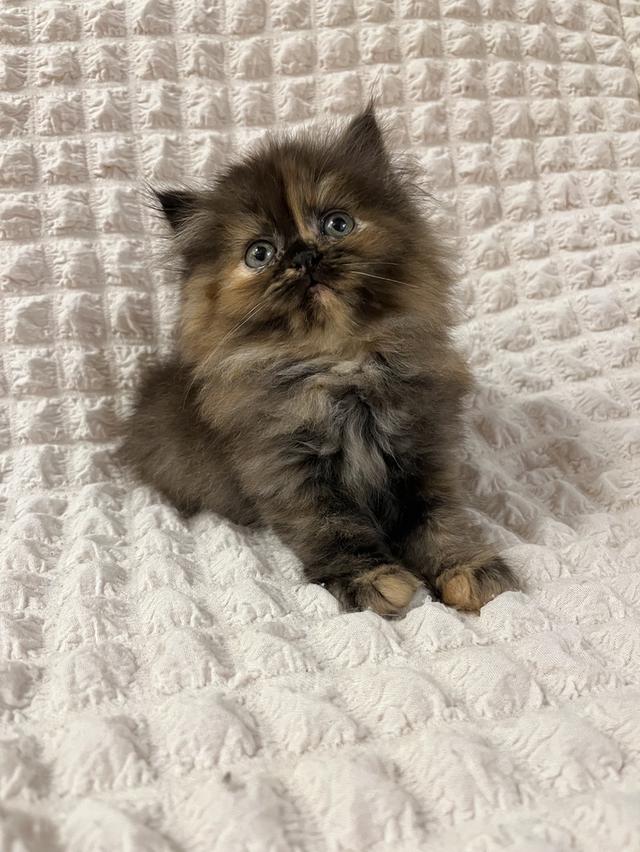 แมวเปอร์เซีย 🙂❌🍊✋😁vg 11