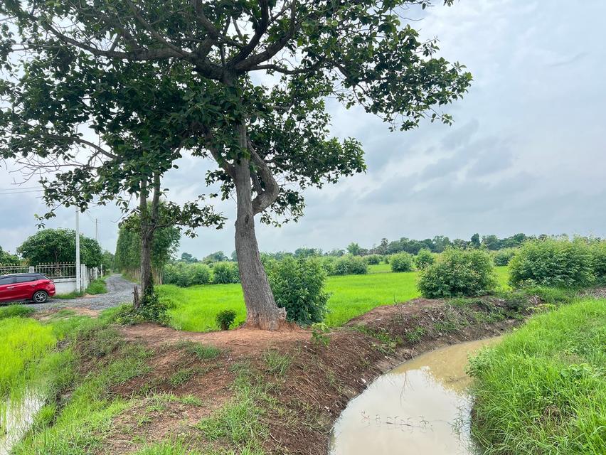 ที่ดิน ที่นา ที่อยู่อาศัย ที่ดินเปล่า 3