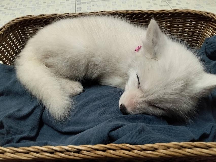 Arctic Fox จิ้งจอกขาว รูปที่ 3