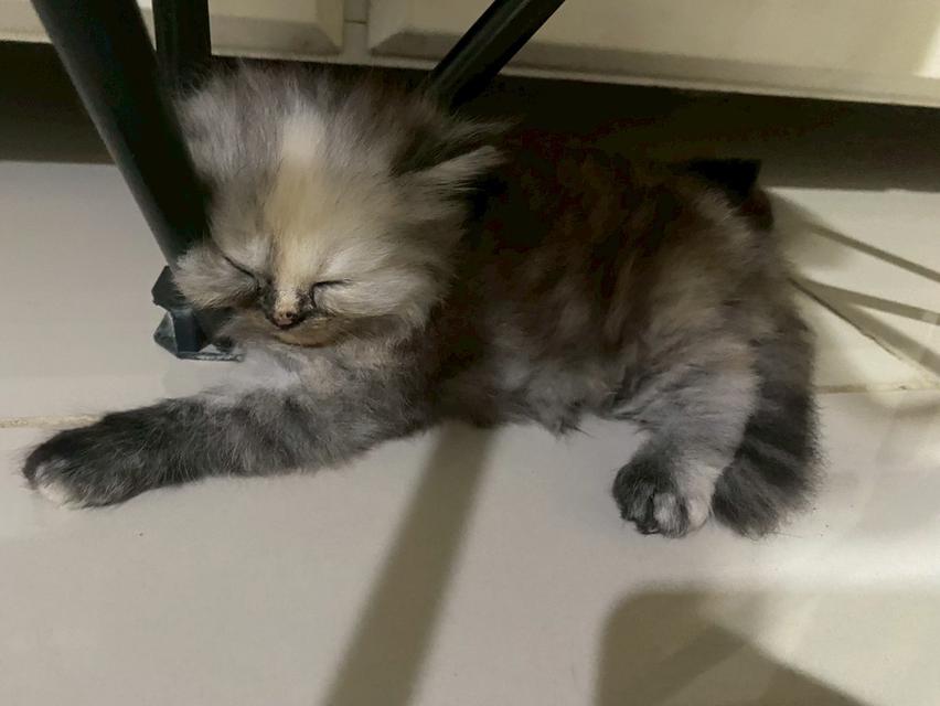น้องแมว 3