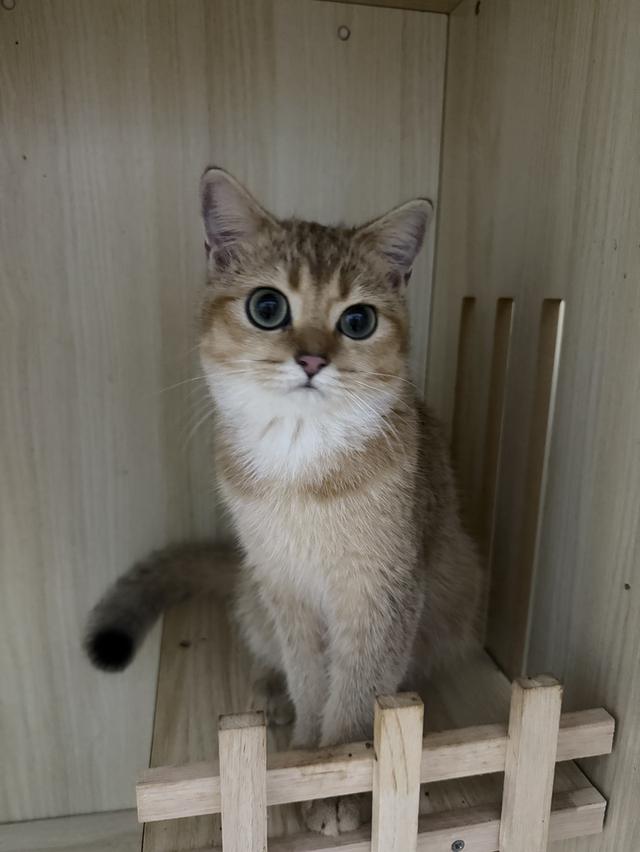 แมวบริติช