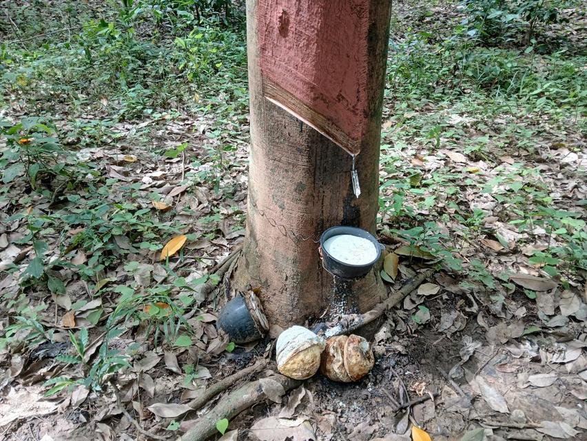 ขายสวนปาล์มสวนยาง โฉนด 25 ไร่ สะพลี ปะทิว ชุมพร 11