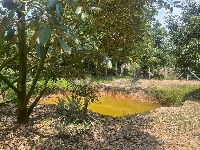 ขายที่ดินสวนทุเรียน อ.แกลง ระยอง ขนาด 1 ไร่ 2 งาน 40 ตร.ว. ต้นทุเรียน 9 ปี ประมาณ  50 ต้น 4