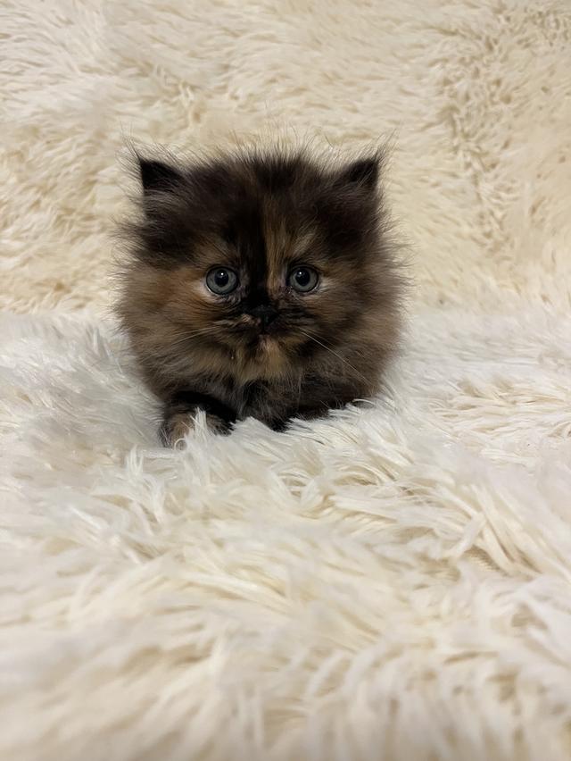 แมวเปอร์เซีย 😊🤭😆😁่ี่ 15