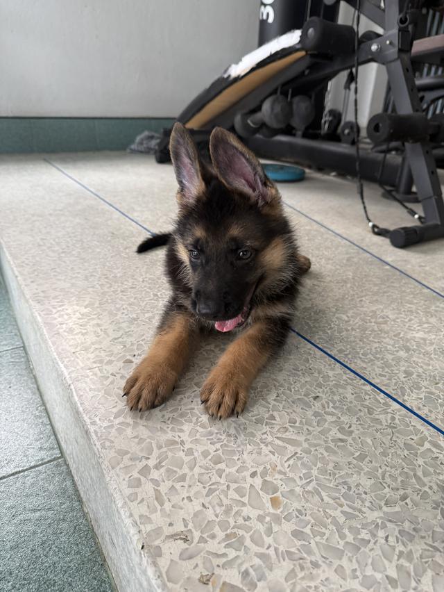 หมาเยอรมันแชดเพริด 7