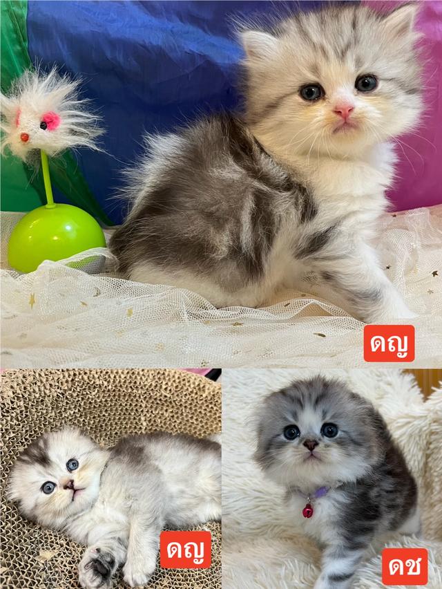 แมวสก๊อตติชแท้ 100 เปอเซ็น