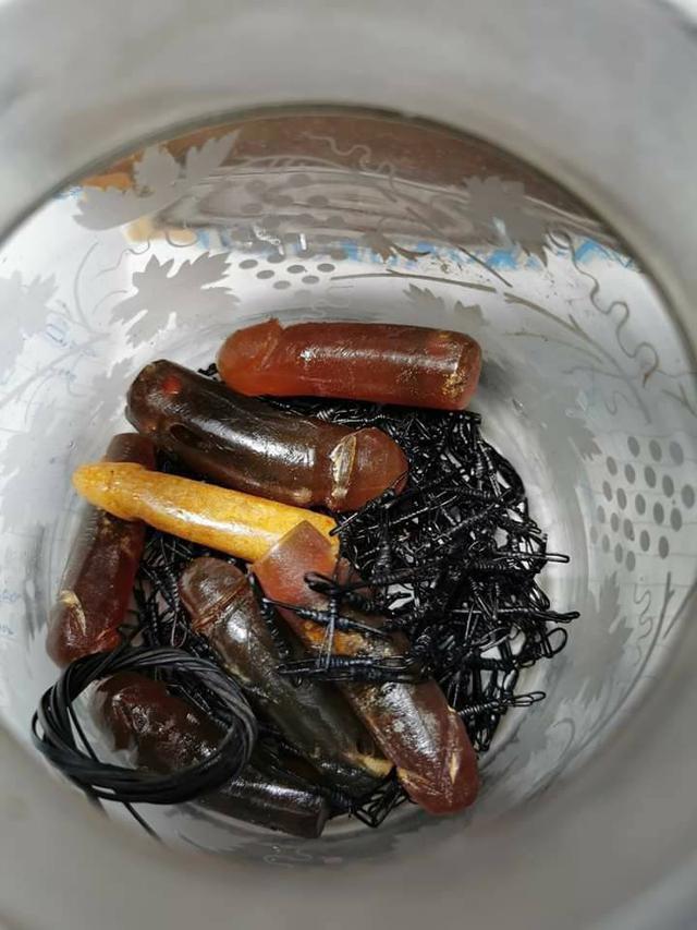 เอ็นกระจู๋ช้างหรือลำกล้องเหยี่ยวช้างไทย