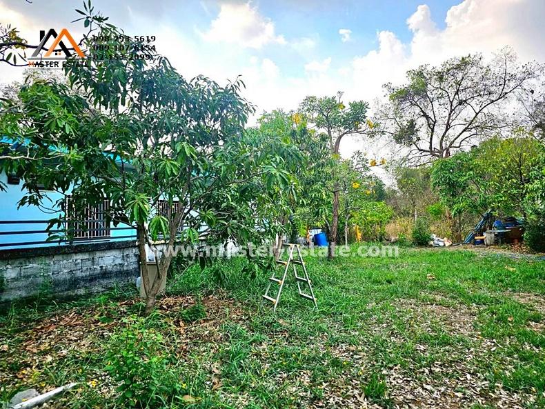 ที่ดินเปล่า 100 ตร.ว. หลักหก (ซอยเมืองเอก) พหลโยธิน 87 ที่ดินสวยทรงสี่เหลี่ยม เหมาะปลูกบ้าน อากาศดี ถนนคอนกรีต ปลูกต้นไม้หลายชนิด ราคาดีมาก 7