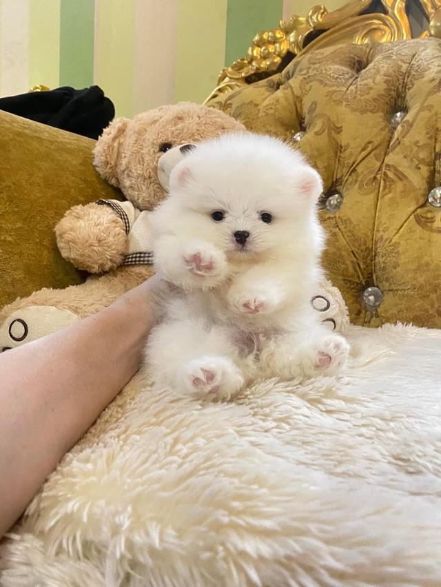 ลูกปอมแท้ อ้วนกลมฟูหมีๆ น่ารักมาก มาดูตัวจริงได้ค่ะ รูปที่ 2