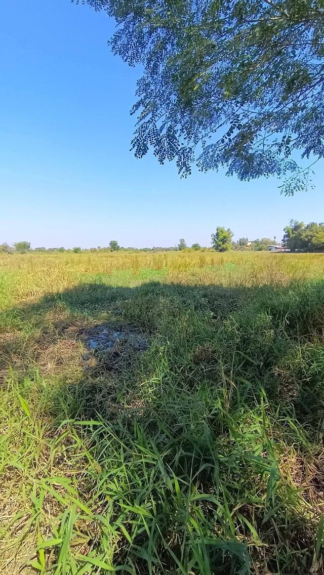 ขายที่ดินติดถนนเพชรมาตุคลาไร่ละ1,500,000บาท ตำบลพระพุทธ อำเภอเฉลิมพระเกียรติ นครราชสีมา ขนาดที่ดิน: 5 ไร่ 94ตารางวาโฉนด 2