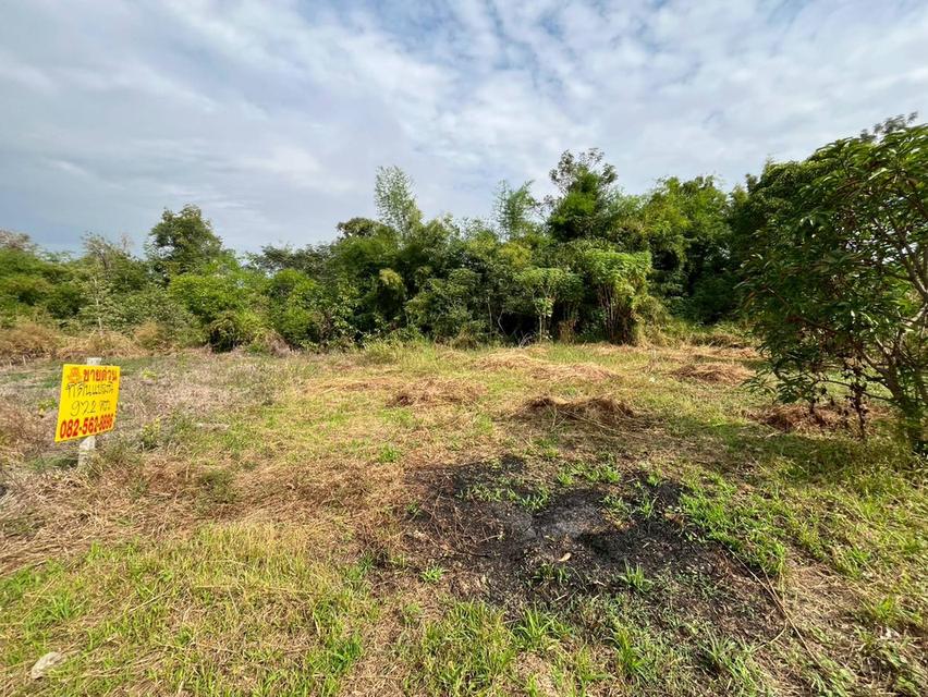 ขายที่ดินเปล่า ซอยท่ามะกอก หนองแค สระบุรี 2