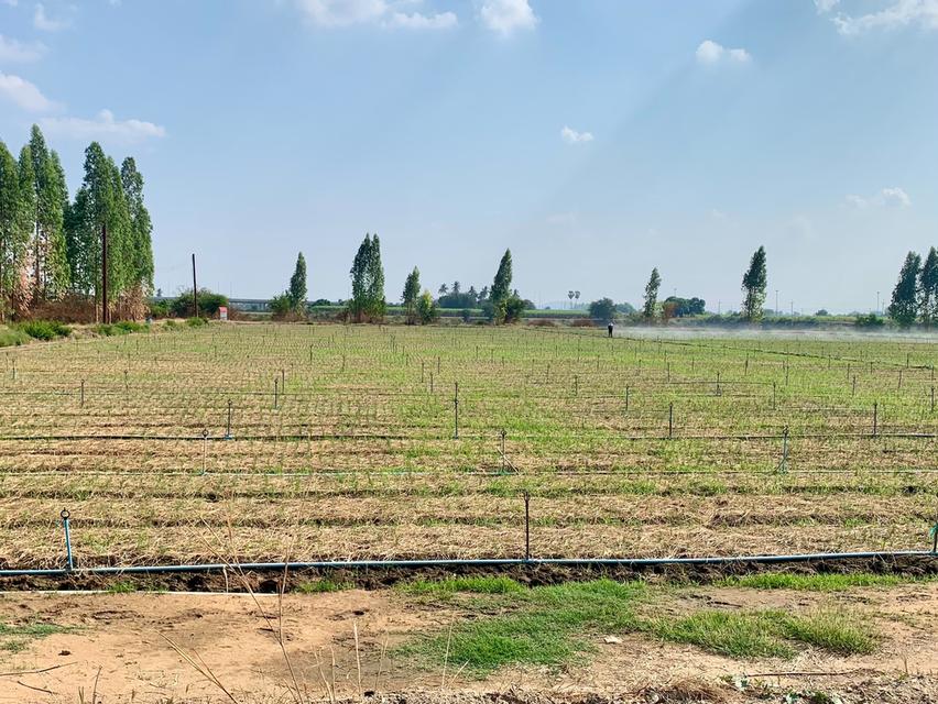 ขายที่ดิน16ไร่ ต.วังศาลา อ.ท่าม่วง แปลงสวย ทำเลดี แหล่งชุมชน ใกล้กรุงเทพ เดินทางสะดวก 6