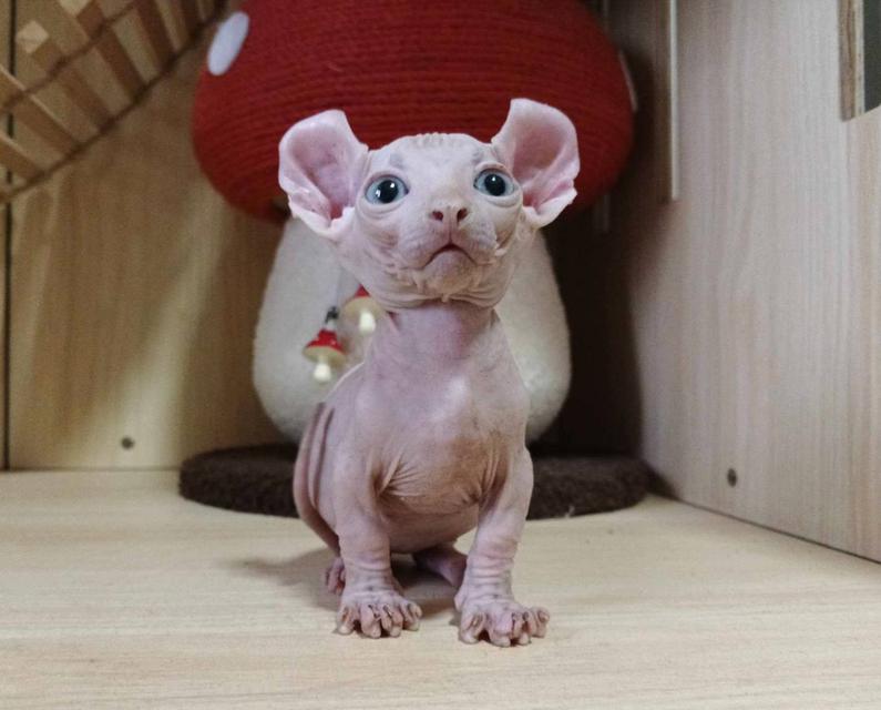 33.แมวดเวล/เพศผู้ หาบ้าน Dwelf Cat/Male looking for a new home