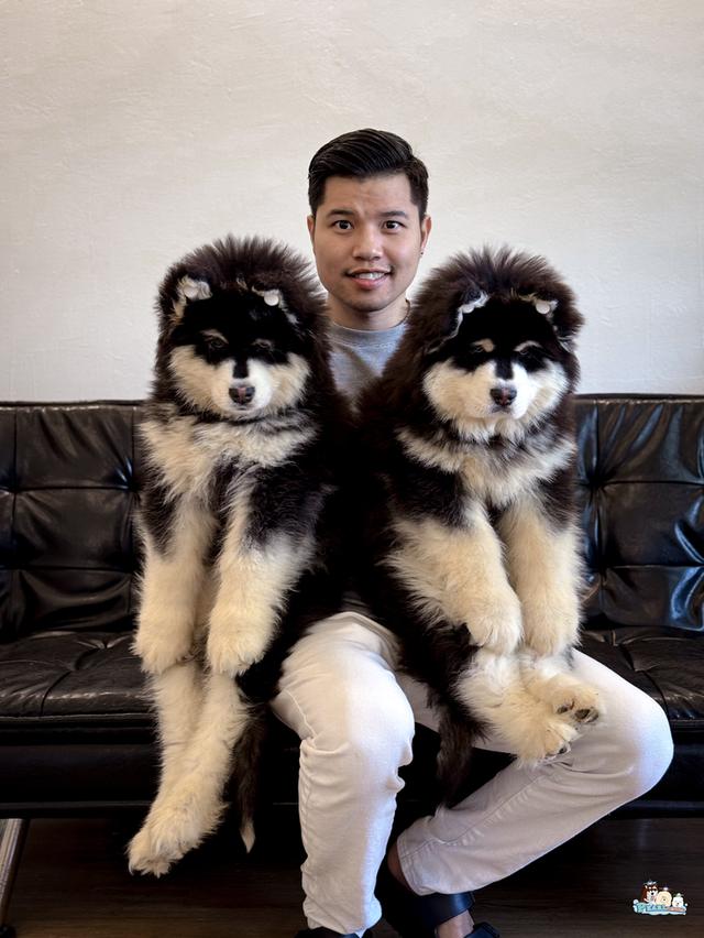 สุนัขอลาสกัน ไจแอนด์นำเข้าจากต่างประเทศ