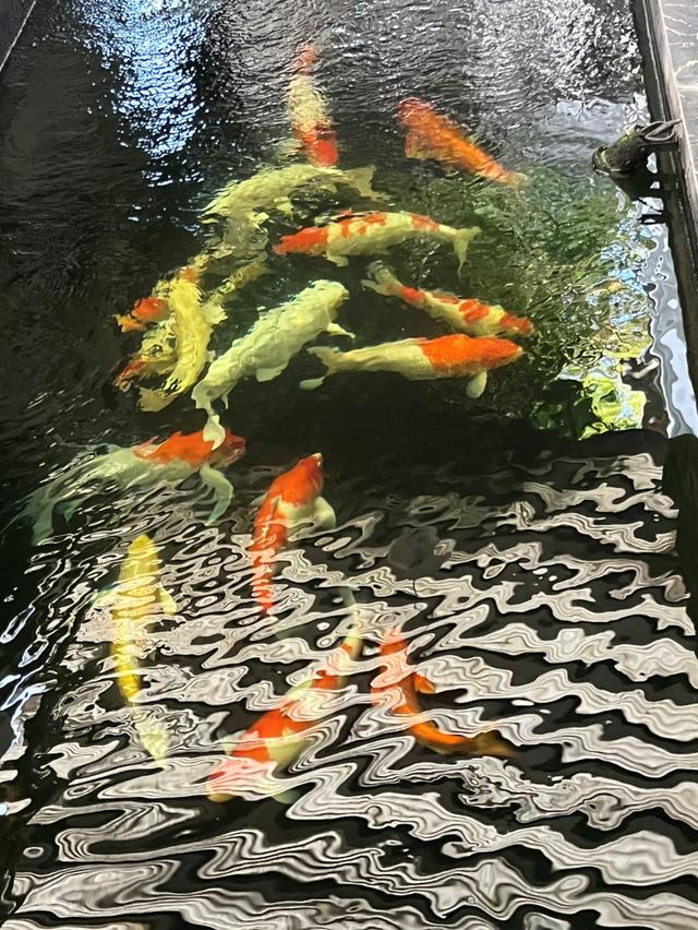 ขายบ้านเดี่ยว 2 ชั้น ม.ณุศาศิริสาทร-ปิ่นเกล้า ซ.5 ทำเลดี เดินทางสะดวก ใกล้ The Circle ราชพฤกษ์ 7