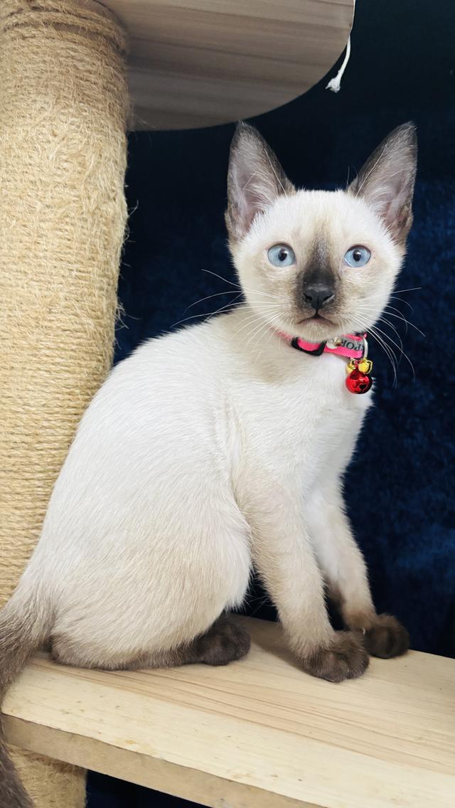 แมววิเชียรมาศแท้ น่ารัก