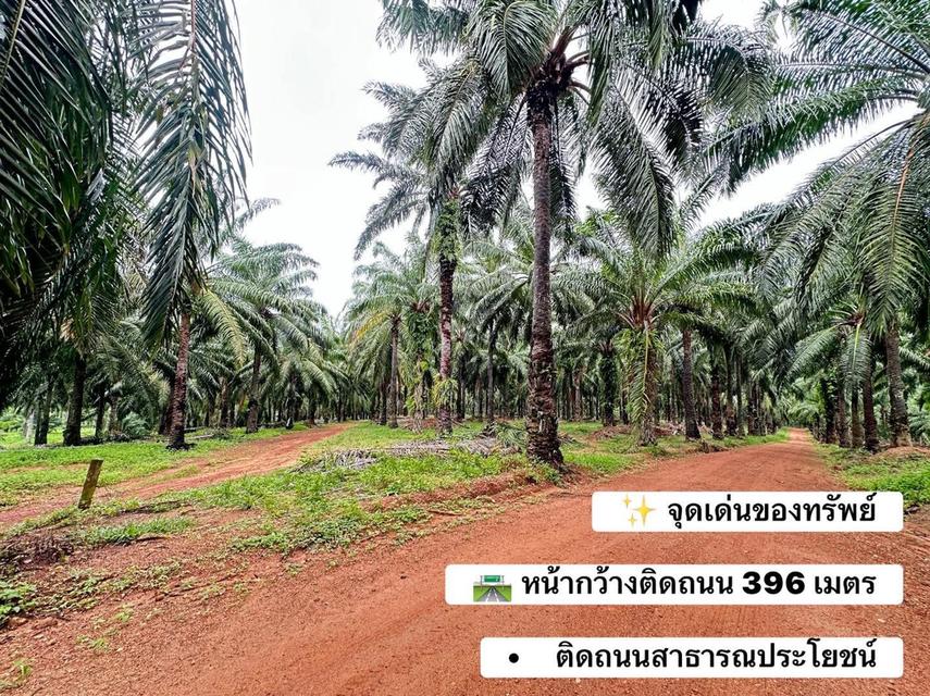 🌴 ขายสวนปาล์ม(โฉนด)พร้อมเก็บเกี่ยว อ.ปะทิว จ.ชุมพร 🌴 3