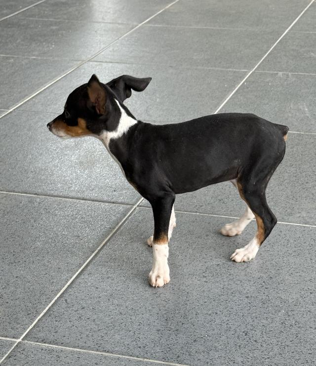 ลูกสุนัขพันธุ์มิเนเจอร์ (Miniature Dogs) 6