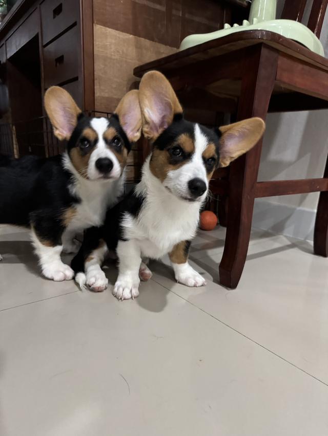 คอร์กี้คาดิแกนสายพันธ์แท้มีใบเพ็ท