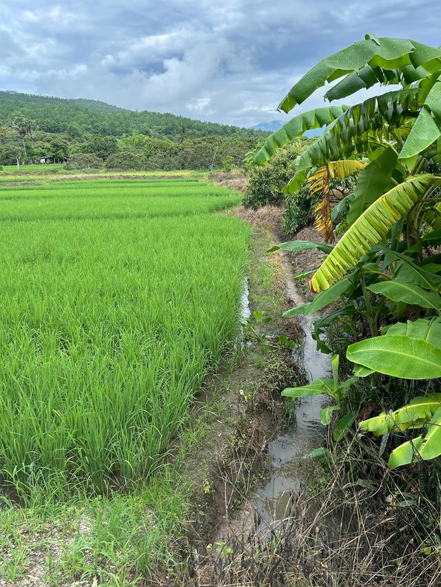 ที่นาวิวสวยไปแถวจอมทอง ติดถนน 2 ด้าน ขายเพียงไร่ละ 350,000 บาท ตารางวาละ 875 บาท 15