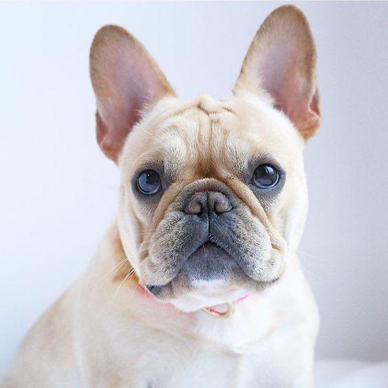 หมาพันธุ์ เฟรนช์บูลด็อก (French Bulldog) 4