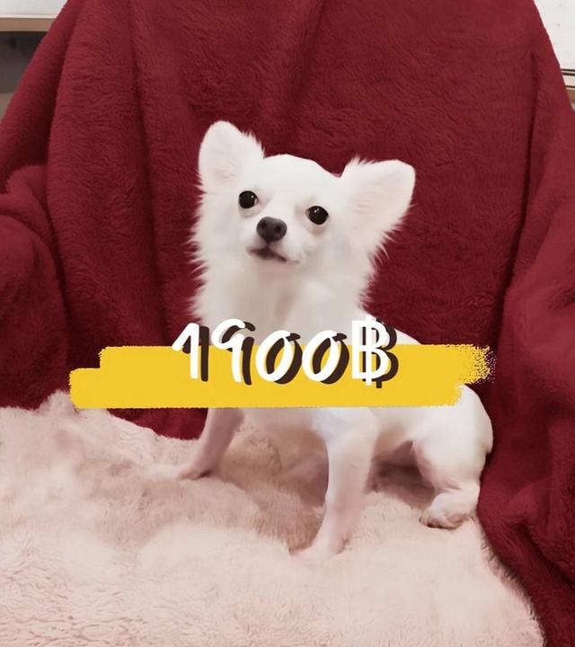 หนุ่มน้อยขาวจั๊ว ชิวาวา